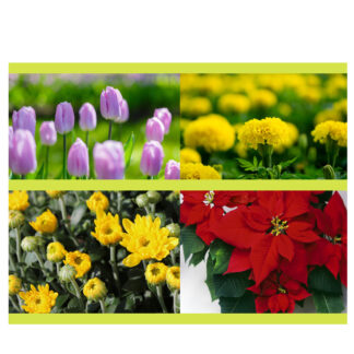 Seasonal Flowers & Blooming Plants